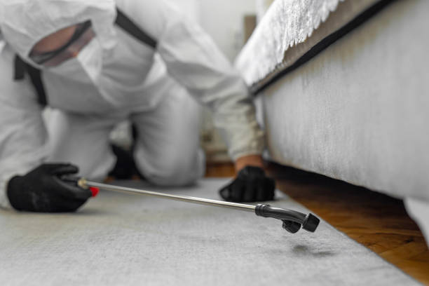 Professional Bed Bug Control technician working in Bellaire, TX